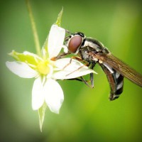 /album/webnode-fr/photolia-a02-jpg/