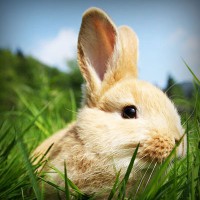 /album/webnode-fr/photolia-a03-jpg/